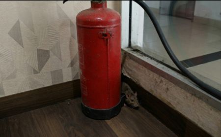 Ingatkan Penularan Hantavirus dari Tikus, Dinkes Sumsel Imbau Warga Jaga Kebersihan