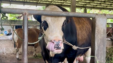 Presiden Prabowo Sumbang 18 Sapi Kurban Jumbo ke Sumsel, Bobot Capai 1,1 Ton