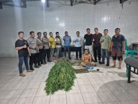Polresta Deliserdang Sita 40 Batang Ganja dari Ladang Sayur di Tanjung Morawa
