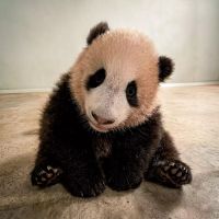 Mulai Akhir Mei, Bayi Panda Raksasa Rio Siap Menyapa Pengunjung di Taman Safari Indonesia