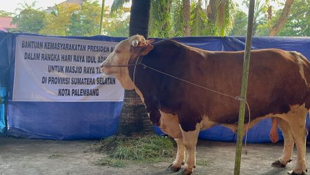 Arjuna, Sapi Kurban Presiden Prabowo Dipotong Pertama di Masjid Taqwa Palembang