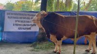 Arjuna, Sapi Kurban Presiden Prabowo Dipotong Pertama di Masjid Taqwa Palembang