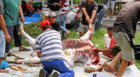 Iduladha, ‎BKM As-Soleh Pematangsiantar Sembelih 11 Ekor Lembu dan 4 Kambing