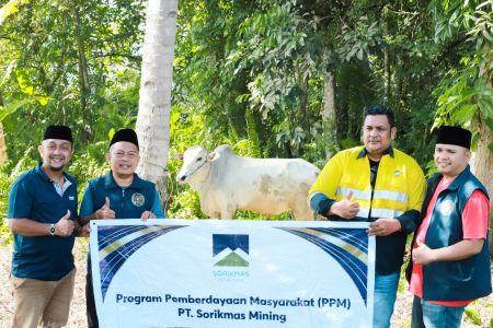 PWI Madina Sembelih Sapi Kurban Bantuan PT SMM