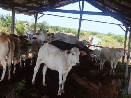 Korban Dugaan Pencurian Ternak di Labuhanbatu Bantah Ada Perampasan oleh Aparat