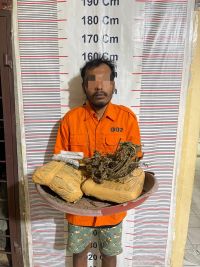 Hendak Transaksi Ganja di Bukit Lawang, Seorang Pria dan 2 Kilogram Ganja Diamankan Polsek Bahorok