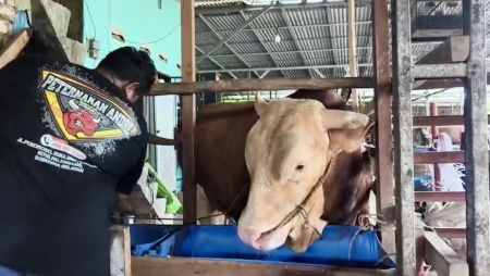 Arjuna, Sapi 1,18 Ton Dipilih Jadi Hewan Kurban Presiden Prabowo di Palembang