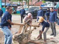 PLN UP3 Padangsidimpuan Tebar Kepedulian Iduladha, Sembelih 4 Sapi dan 1 Kambing untuk Warga