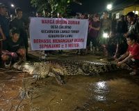 Buaya 5 Meter yang Teror Warga Akhirnya Ditangkap, Proses Evakuasi Berlangsung Dramatis
