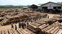 Ribuan Batang Kayu Ilegal Diamankan di Asahan, Lima Sawmill Diduga Tampung Hasil Pembalakan Liar