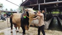 Patih Gajahmada, Sapi Kurban Presiden Prabowo Berbobot 1,2 Ton dari Binjai Jadi Terbesar di Sumut