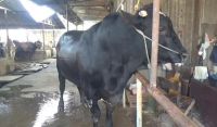 Sapi Raksasa 1,1 Ton "Sambo" Asal Cipondoh Jadi Hewan Kurban Pilihan Presiden Prabowo