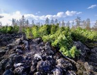 Karhutla Ancam Permafrost: Studi China Ungkap Kerusakan Permanen Ekosistem Tanah Beku
