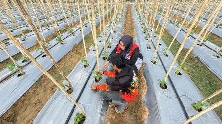 Bangkit dari Banjir, Abdul Rozzaq Sulap Lahan Penuh Lumpur Menjadi Kebun Cabai Produktif