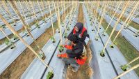 Bangkit dari Banjir, Abdul Rozzaq Sulap Lahan Penuh Lumpur Menjadi Kebun Cabai Produktif