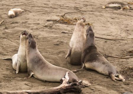 Flu Burung H5N1 Tewaskan 13.000 Anak Anjing Laut di Pulau Terpencil Australia