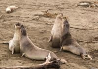 Flu Burung H5N1 Tewaskan 13.000 Anak Anjing Laut di Pulau Terpencil Australia