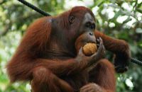 Orang Utan Indonesia dan Jepang Dipasangkan di Tobe Zoo untuk Program Pelestarian