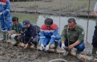 Hari Mangrove Sedunia, Pertamina EP Pangkalan Susu Tanam 2.500 Bibit Bakau