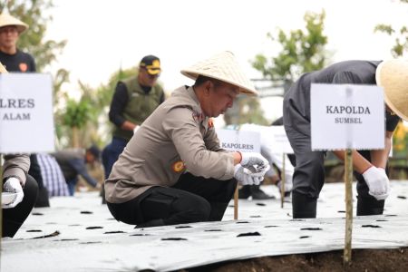 Pagar Alam Siap Jadi Lumbung Bawang Putih Sumsel Lewat Tanam Perdana 1,4 Ton Bibit