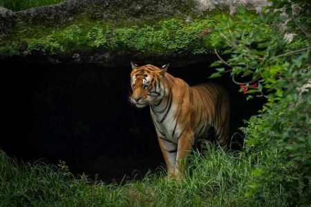 Bukti Sukses Konservasi, Populasi Harimau di Nepal Melonjak Jadi 429 Ekor pada 2026