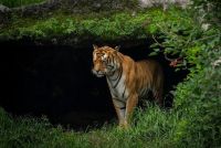Bukti Sukses Konservasi, Populasi Harimau di Nepal Melonjak Jadi 429 Ekor pada 2026