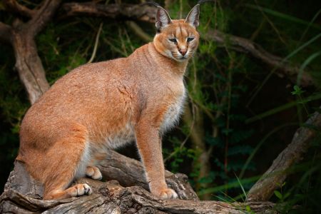 Mengenal Kucing Caracal, Predator Eksotis Asal Afrika yang Cantik tetapi Berbahaya