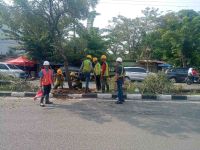 Pembangunan BRT Berlanjut, Pohon Tabebuya di Depan PRSU Dipindahkan ke Lokasi Baru
