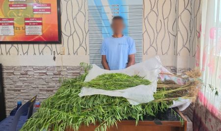 Ladang Ganja Tersembunyi di Kebun Sawit Aceh Timur Terbongkar, Satu Petani Ditangkap