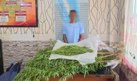 Ladang Ganja Tersembunyi di Kebun Sawit Aceh Timur Terbongkar, Satu Petani Ditangkap