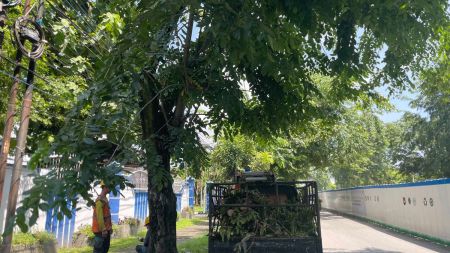 Antisipasi Korsleting dan Trafo Meledak, PLN ULP Medan Sunggal Gencarkan Pemangkasan Pohon di Jalur Listrik
