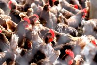Wabah Flu Burung H5N1 di Australia Melonjak Tembus 200 Kasus, Victoria Perketat Aturan Unggas