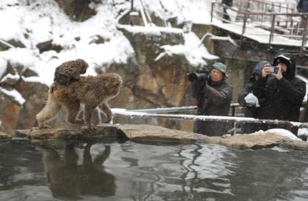 Longsor di Nagano Jepang, 390 Orang Terjebak di Resor Pemandian Air Panas