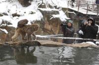 Longsor di Nagano Jepang, 390 Orang Terjebak di Resor Pemandian Air Panas