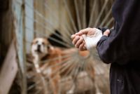 Stok Vaksin Rabies di Medan Tersedia, RSUD Pirngadi dan 5 Puskesmas Siap Layani Warga