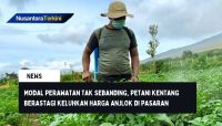 Modal Perawatan tak Sebanding, Petani Kentang Berastagi Keluhkan Harga Anjlok di Pasaran
