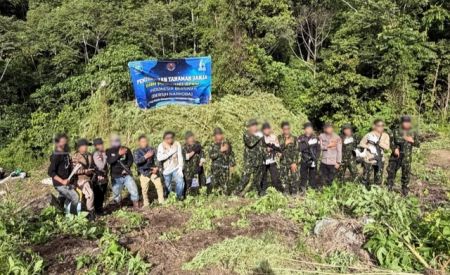 30 Ribu Batang Ganja Siap Panen Ditemukan di Nagan Raya, BNN Langsung Musnahkan