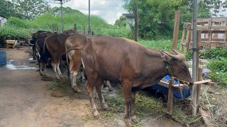 Genjot Populasi Ternak, Pemprov Sumsel Dorong Program Breeding Sapi dan Kerbau Rawa