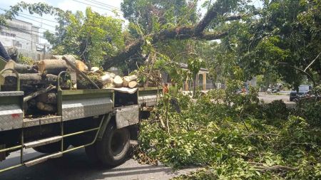 Hujan Deras dan Angin Kencang Terjang Medan, Puluhan Pohon Tumbang dan Tutupi Jalan