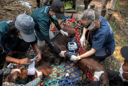 Orang Utan Sampurna Akhirnya Mati Usai Berjuang Melawan Karhutla