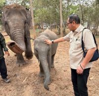 Lindungi Gajah hingga Badak Sumatera, DPR Dorong Sistem Deteksi Dini Karhutla di Way Kambas