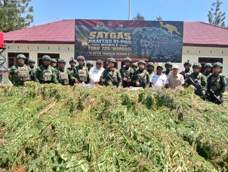 TNI Bersihkan Ladang Ganja di Yahukimo, 21.400 Batang Diamankan