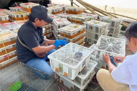 3.578 Burung Liar Diselundupkan dari Kalimantan ke Madura, 2 Orang Jadi Tersangka