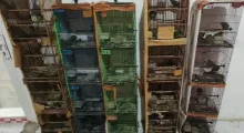 Terungkap! Pemilik Rumah Penyimpan 101 Burung Dilindungi Ternyata Paman Terpidana Perdagangan Satwa