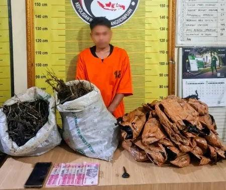 Polres Padangsidimpuan Gagalkan Penyelundupan 10 Kg Ganja, Satu Pelaku Diringkus