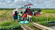 Optimalisasi Lahan Rawa dan Pompanisasi, Produksi Padi Sumsel Naik 5 Persen di Tengah Kemarau 