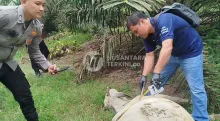 5 Ekor Lembu Warga Simalungun Mati Bersamaan di Areal Perkebunan Dolok Ilir, Diduga Keracunan